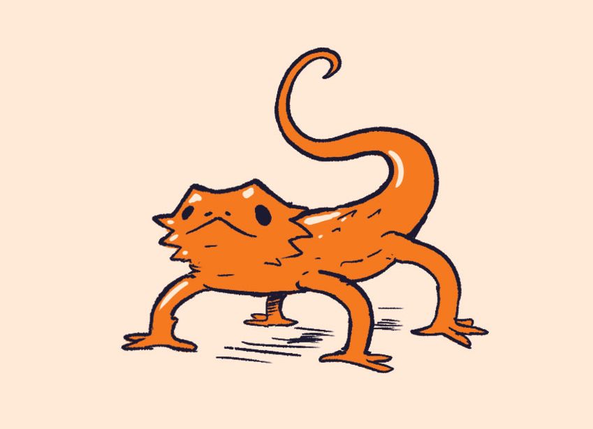 bearded-dragon
